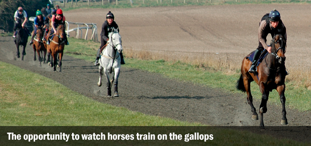 The opportuntiy to watch horses train on the gallops