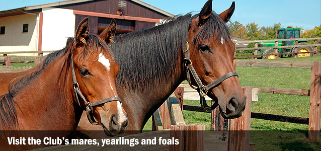 Visit the Club’s mares, yearlings and foals